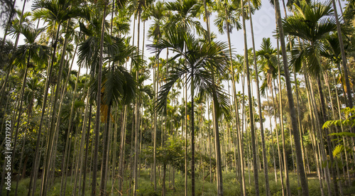 Areca catechu trees in agricultural farm in Nilgiris