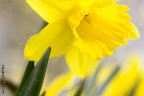 Fototapeta Naklejka Na Ścianę i Meble -  Spring Daffodil's