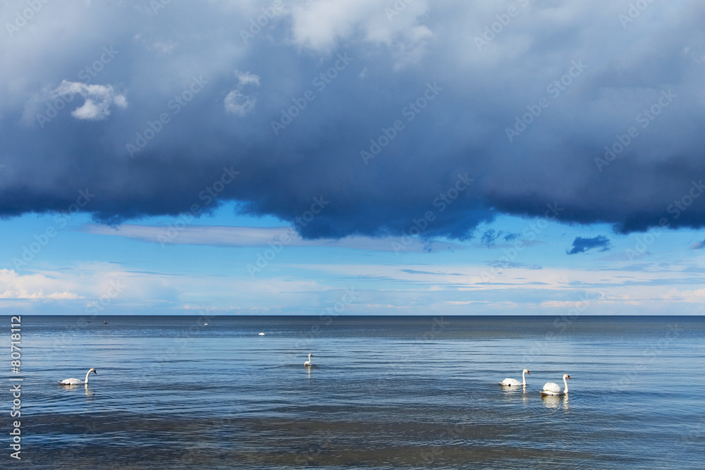 Sea and swans.
