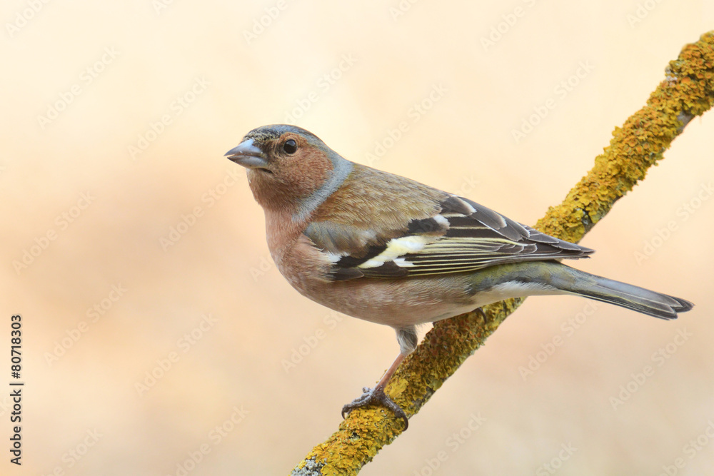 Fototapeta premium male Chaffinch (Fringilla coelebs)