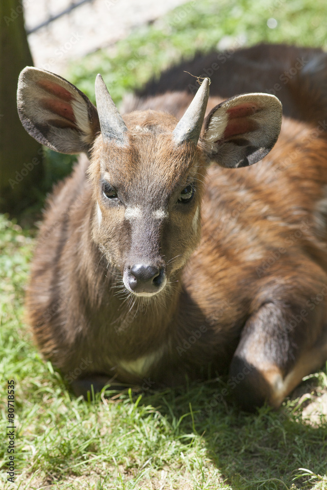 Fototapeta premium fawn in the woods