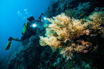 Foto auf Acrylglas Tauchen Taucher machen ein Foto Video Korallen Kapoposang Indonesien Tauchen  © fenkieandreas