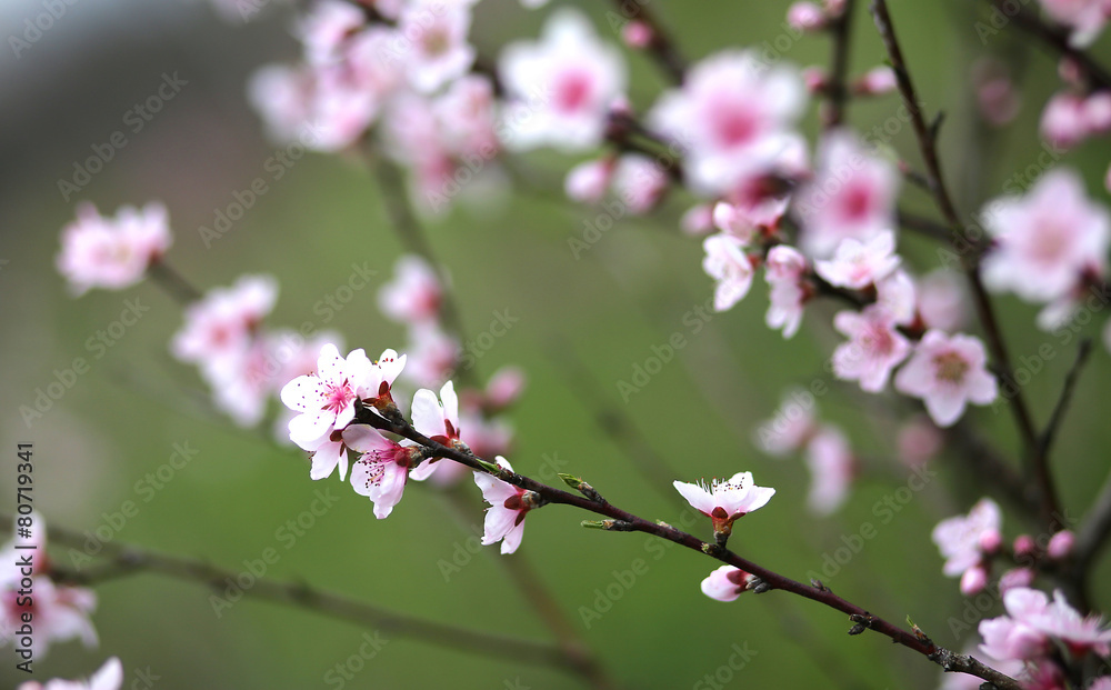 delicate and fragrant pink flowers of the peach tree delicate and fragrant pink flowers of the peach tree