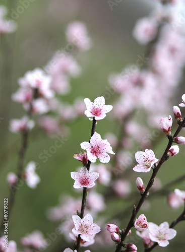 delicate and beautiful pink peach flowers