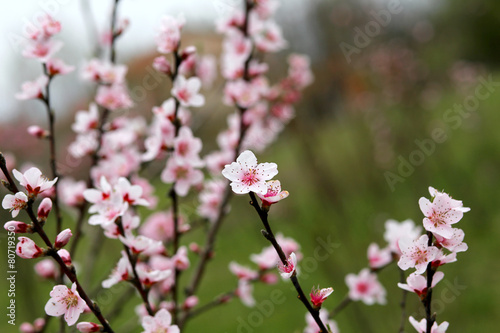 little pink flowers of the peach tree © ChiccoDodiFC