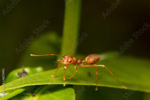 close-up ant on green leaf
