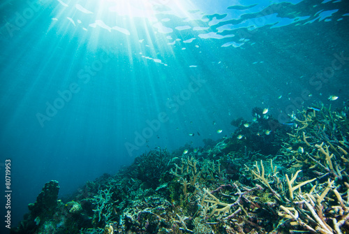 Fototapeta Naklejka Na Ścianę i Meble -  sun shine scuba diver kapoposang sulawesi indonesia underwater