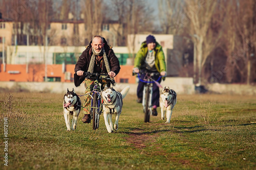 Mushing. Dog race. Siberian Husky.