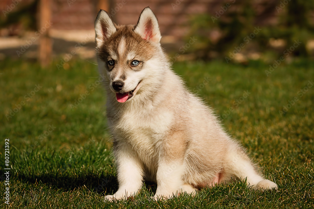Little puppy Siberian Husky playing on the lawn Little puppy Siberian Husky playing on the lawn