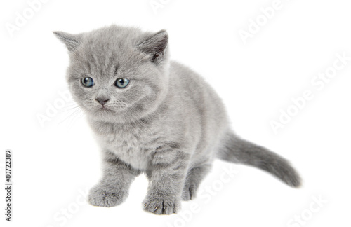 Adorable british little kitten