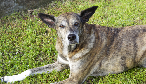 mongrel dog in the meadow