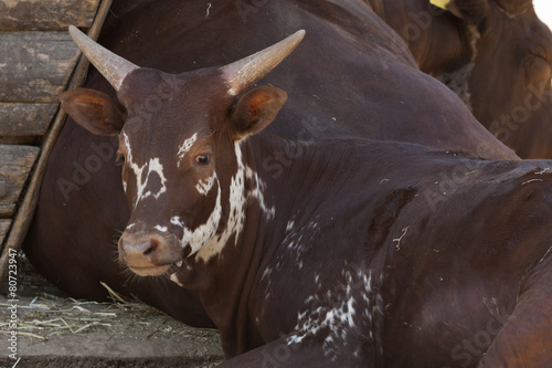 cows in the farm photo