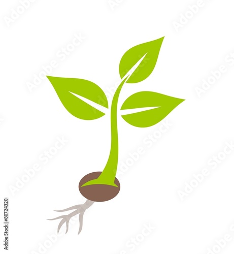 Plant seedling