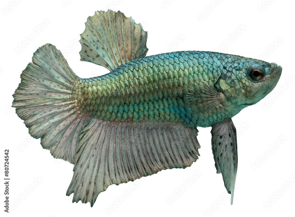 Siamese fighting fish. Betta Splendens