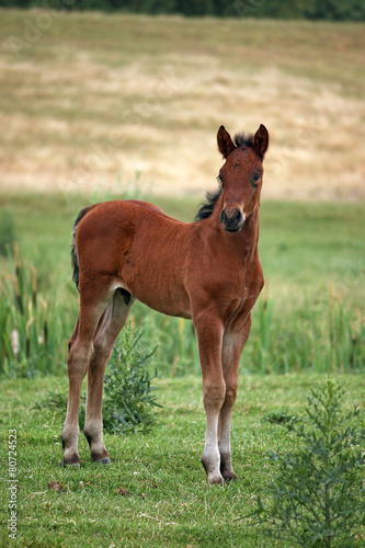 brown horse foal on field