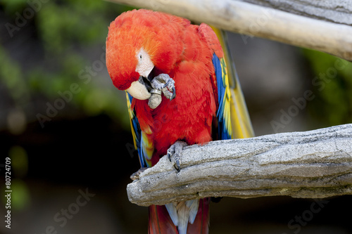 ara macaw parrot on its perch