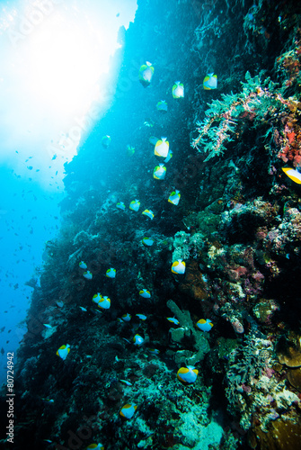 Fototapeta Naklejka Na Ścianę i Meble -  schooling fish coral scuba diver kapoposang indonesia