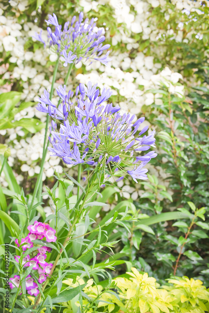 Obraz premium Flower bed with agapanthus flowers in a garden