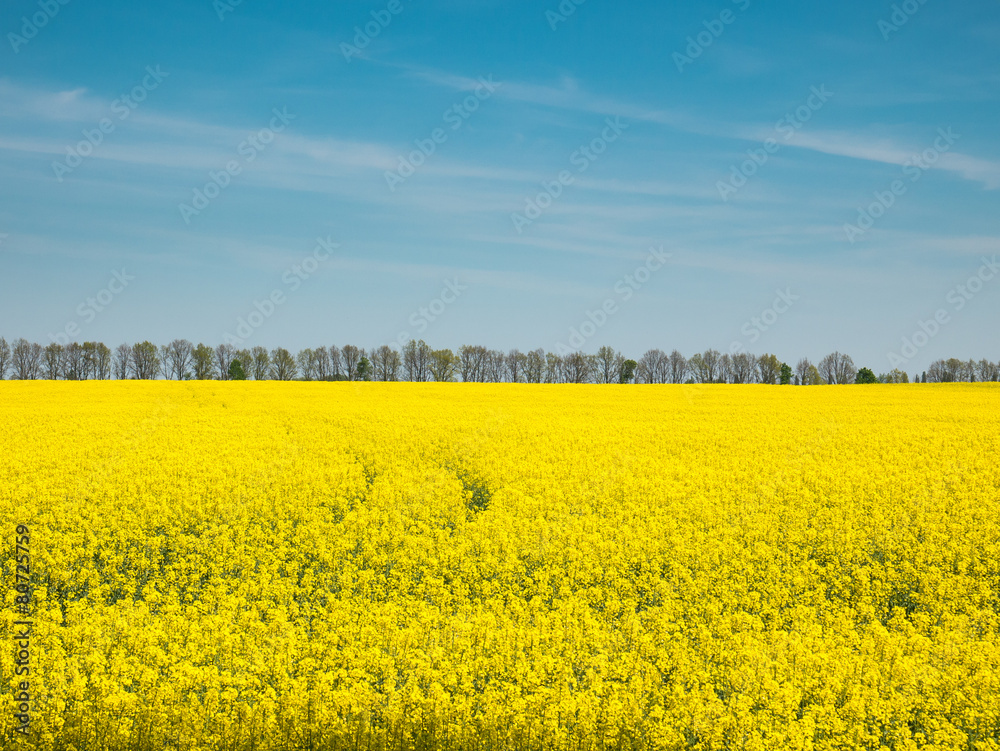 Obraz premium Yellow oilseed rape field under the blue sky of Ukraine.
