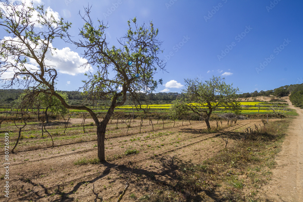 Vineyards  in ibiza, Spain