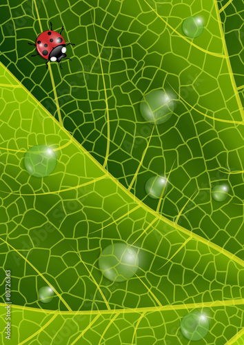 Green leaf with ladybird and waterdrops