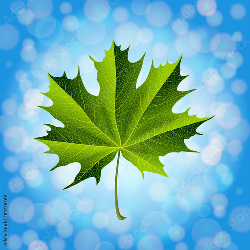 Green maple leaf