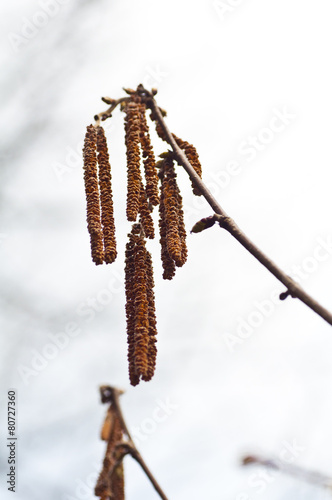 hazelnut, color, spring