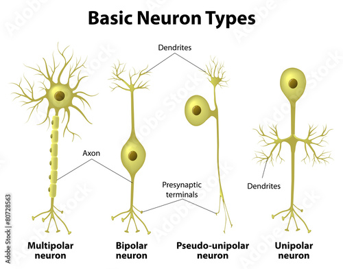 Types Of Neurons