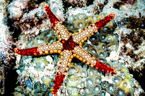 fromia monilis starfish kapoposang indonesia diver scuba photo