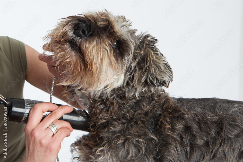 dog hairdresser, hairstyle, spa for dogs , schnauzer