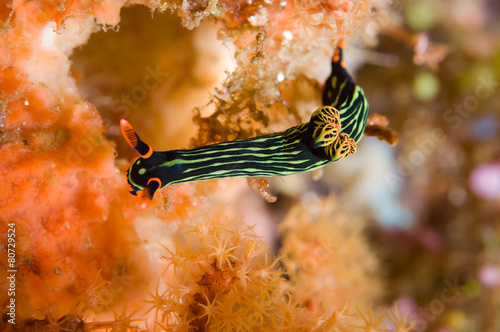 nembrotha sp nudibranch kapoposang indonesia diver scuba diving