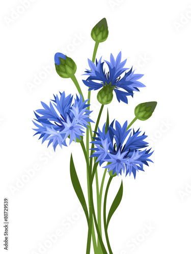 Bouquet of blue cornflowers. Vector illustration. photo