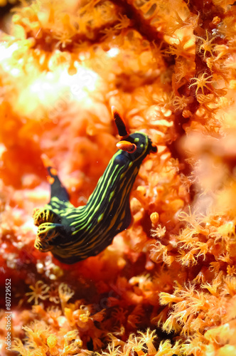 nembrotha sp nudibranch kapoposang indonesia diver scuba diving photo