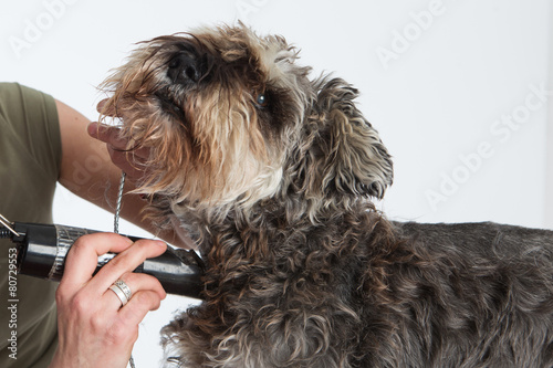 Obraz na płótnie dog hairdresser, hairstyle, spa for dogs , schnauzer w salonie