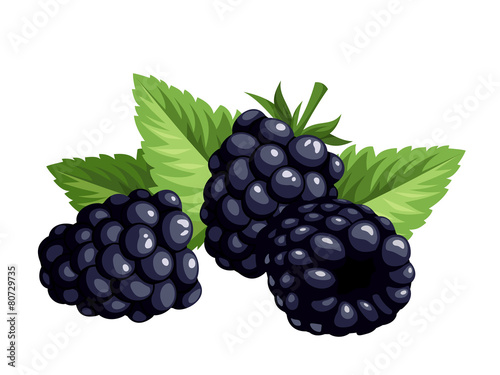 Blackberries isolated on a white background. Vector.