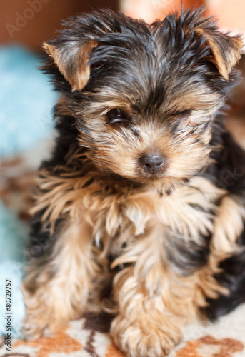 Portrait Small Yorkshire Terrier Puppy