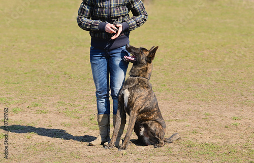 Canvas Print Dutch shepherd dog