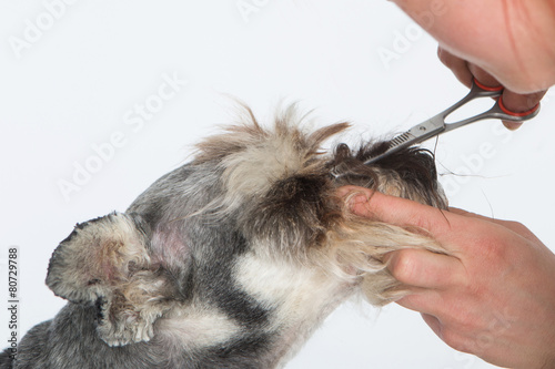 Photography dog hairdresser, hairstyle, spa for dogs , schnauzer