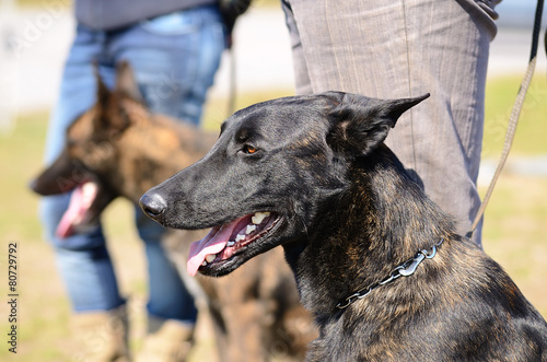 Valokuva Dutch shepherd dog portrait