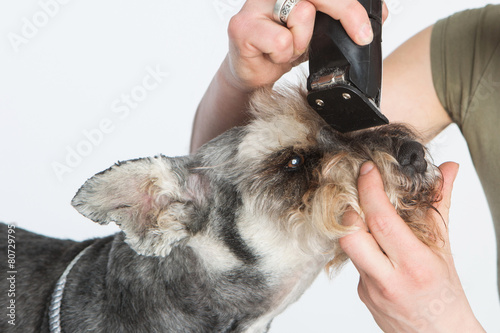 dog hairdresser  hairstyle  spa for dogs   schnauzer