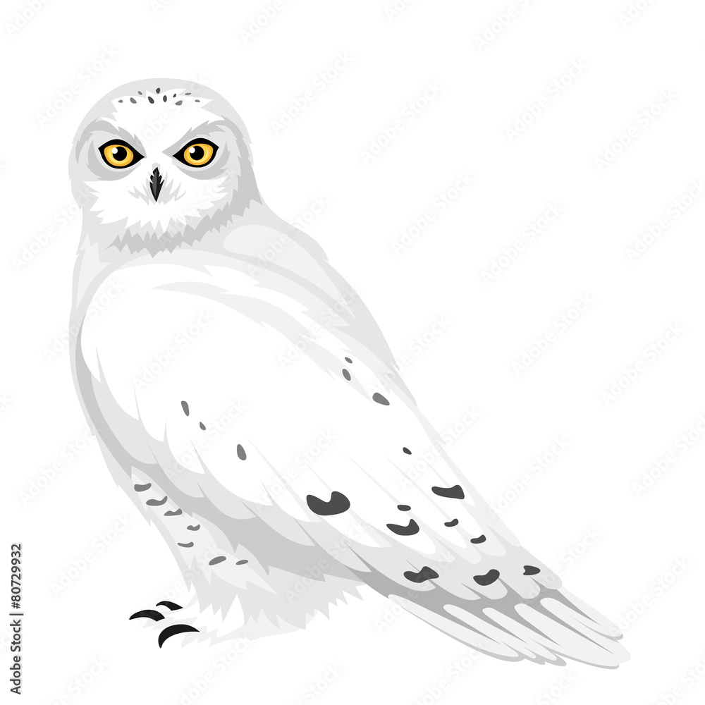 Naklejka premium Snowy owl. Vector illustration.