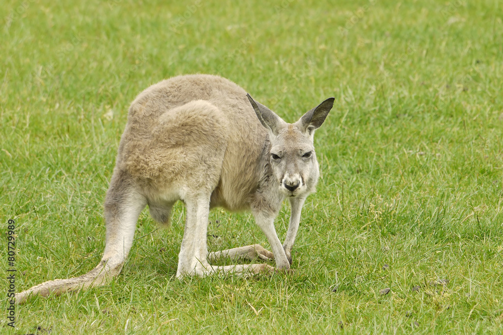 Portrait of a Wallaby 