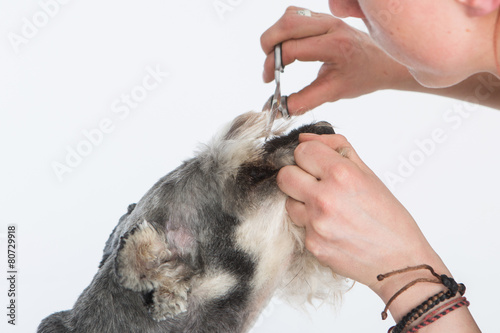 dog hairdresser, hairstyle, spa for dogs , schnauzer