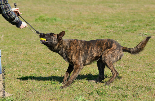 Quadro su tela Dutch shepherd dog in field