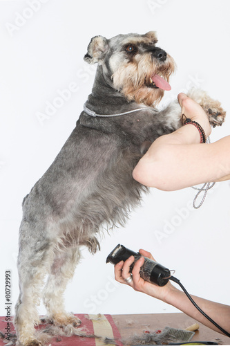Canvas Print dog hairdresser, hairstyle, spa for dogs , schnauzer