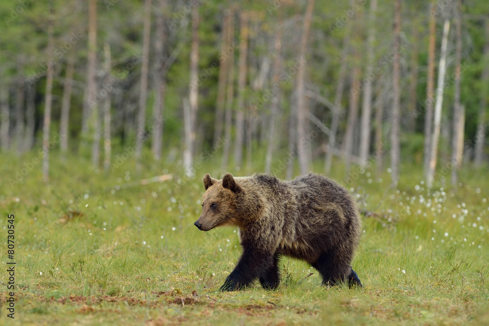 Fototapeta premium Brown bear (ursus arctos) walking in the bog
