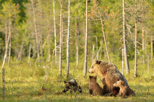 Brown bear with cubs in the bog
