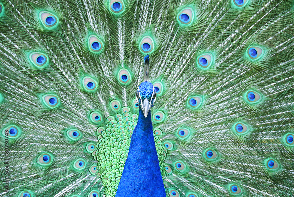 Naklejka premium 羽を広げた孔雀