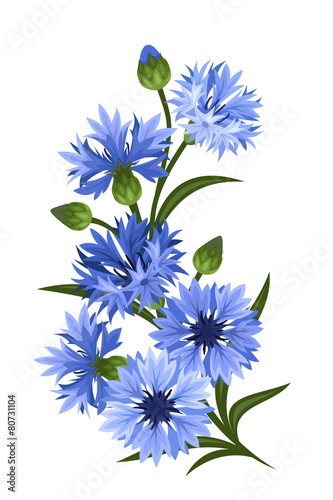 Branch of blue cornflowers. Vector illustration. photo