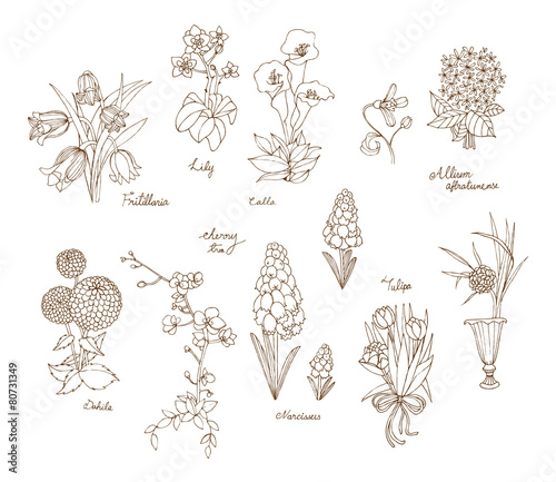 A variety of flowers for spring and summer in hand drawn style